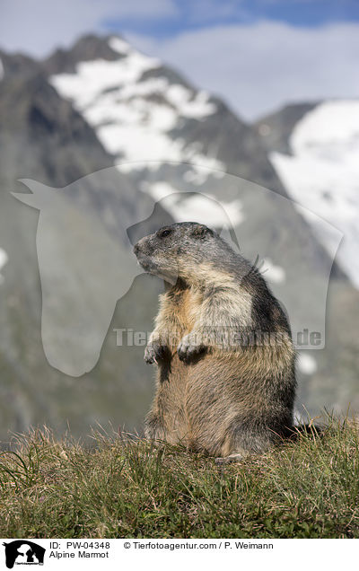 Alpenmurmeltier / Alpine Marmot / PW-04348