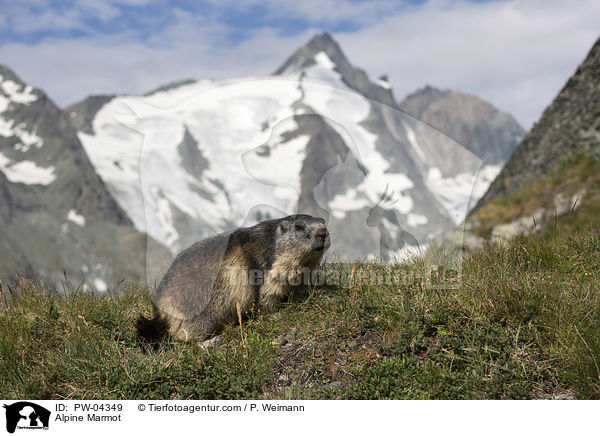 Alpenmurmeltier / Alpine Marmot / PW-04349
