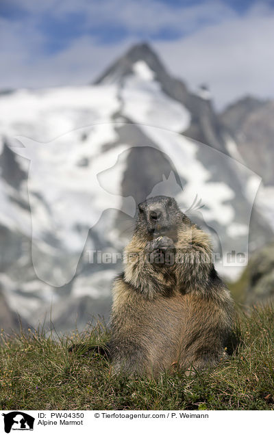 Alpenmurmeltier / Alpine Marmot / PW-04350
