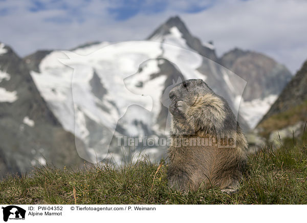 Alpenmurmeltier / Alpine Marmot / PW-04352