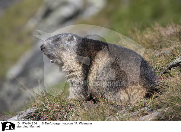 stehendes Murmeltier / standing Marmot / PW-04354
