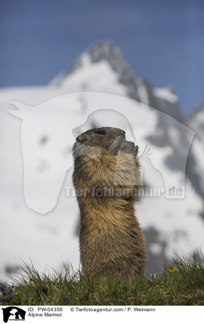 Alpenmurmeltier / Alpine Marmot / PW-04356