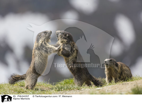 Alpenmurmeltiere / Alpine Marmots / PW-04357