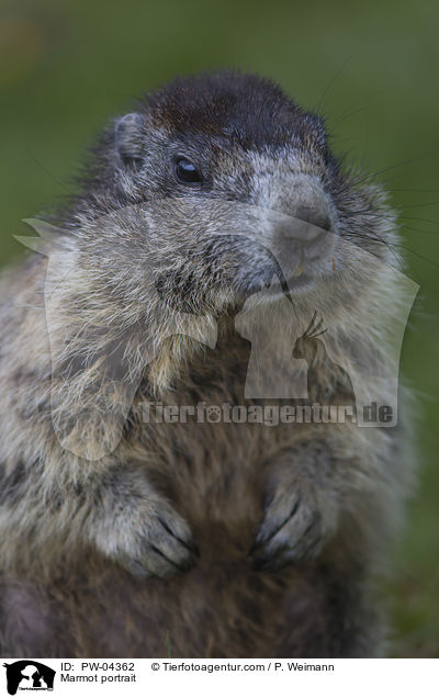 Murmeltier Portrait / Marmot portrait / PW-04362