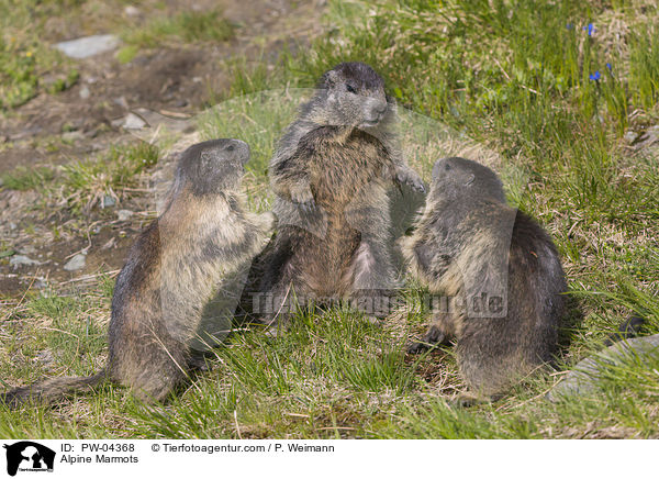 Alpine Marmots / PW-04368