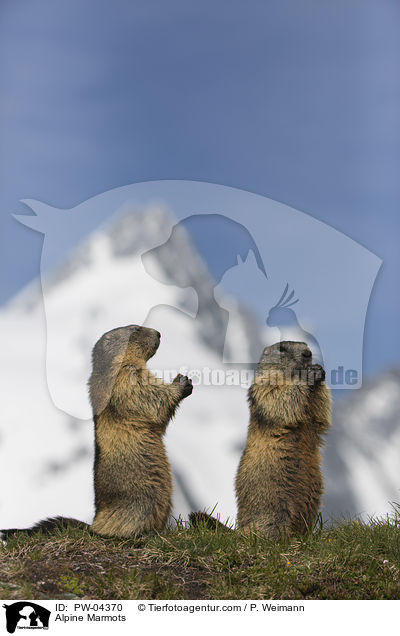 Alpenmurmeltiere / Alpine Marmots / PW-04370