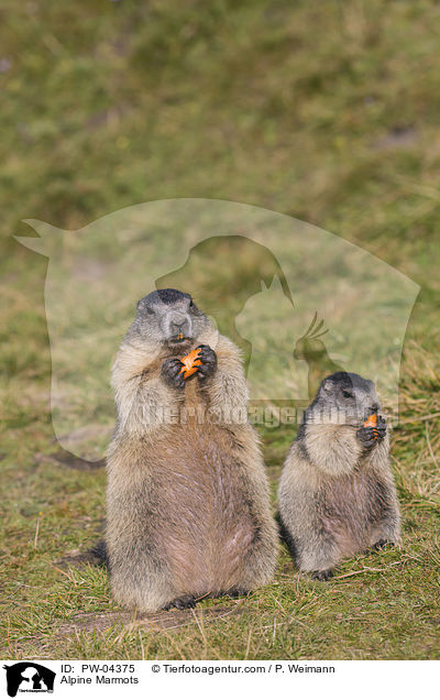 Alpenmurmeltiere / Alpine Marmots / PW-04375