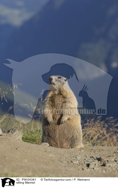 sitzendes Murmeltier / sitting Marmot / PW-04381