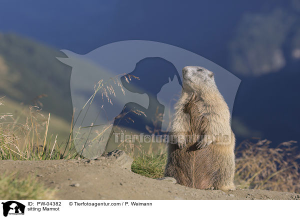sitting Marmot / PW-04382