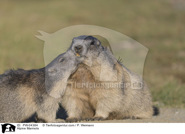 Alpenmurmeltiere / Alpine Marmots / PW-04384
