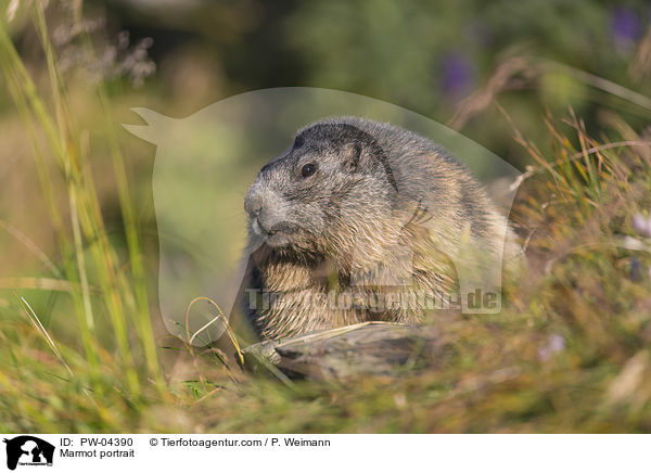 Murmeltier Portrait / Marmot portrait / PW-04390