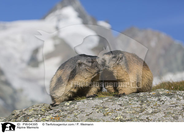 Alpenmurmeltiere / Alpine Marmots / PW-04395