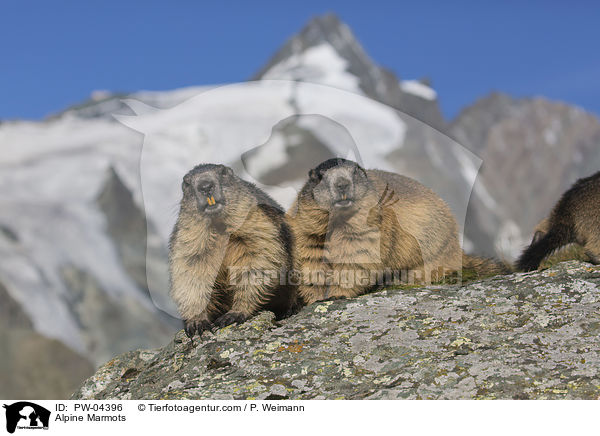 Alpenmurmeltiere / Alpine Marmots / PW-04396