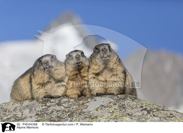 Alpenmurmeltiere / Alpine Marmots / PW-04398