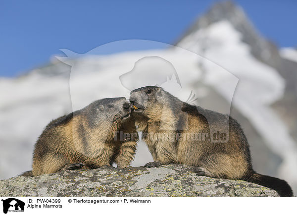 Alpenmurmeltiere / Alpine Marmots / PW-04399