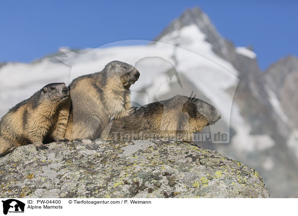 Alpenmurmeltiere / Alpine Marmots / PW-04400
