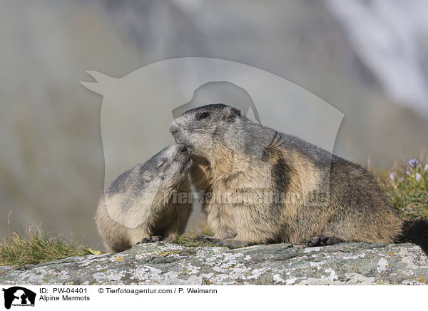 Alpenmurmeltiere / Alpine Marmots / PW-04401