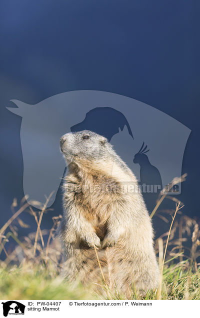 sitting Marmot / PW-04407