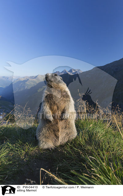 sitzendes Murmeltier / sitting Marmot / PW-04410