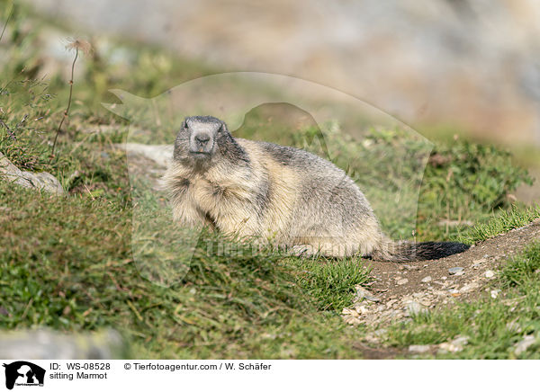 sitzendes Murmeltier / sitting Marmot / WS-08528