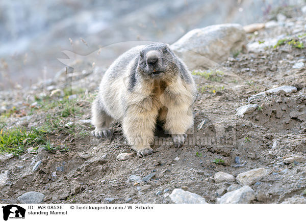 stehendes Murmeltier / standing Marmot / WS-08536