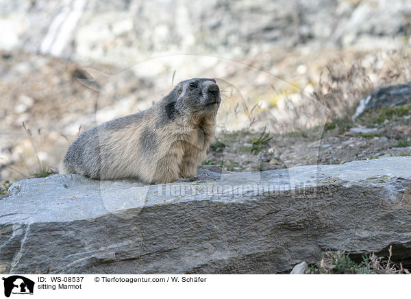 sitzendes Murmeltier / sitting Marmot / WS-08537