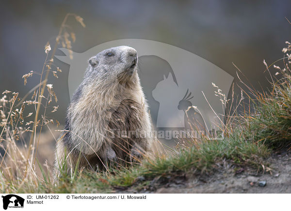 Marmot / UM-01262