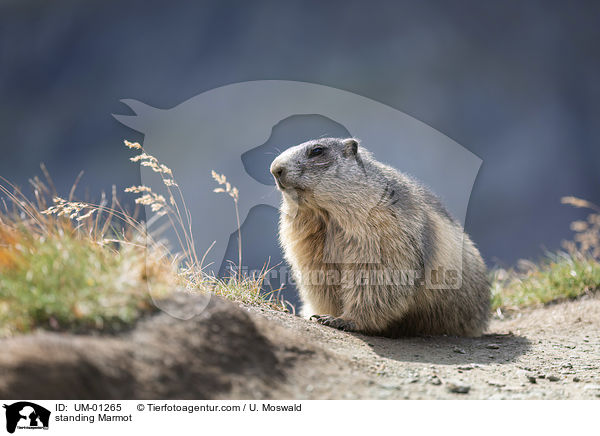 standing Marmot / UM-01265