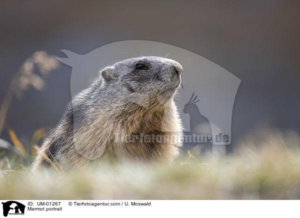 Murmeltier Portrait / Marmot portrait / UM-01267