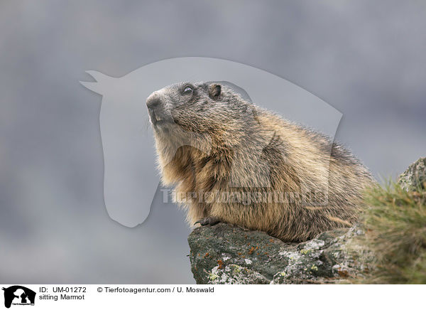 sitting Marmot / UM-01272