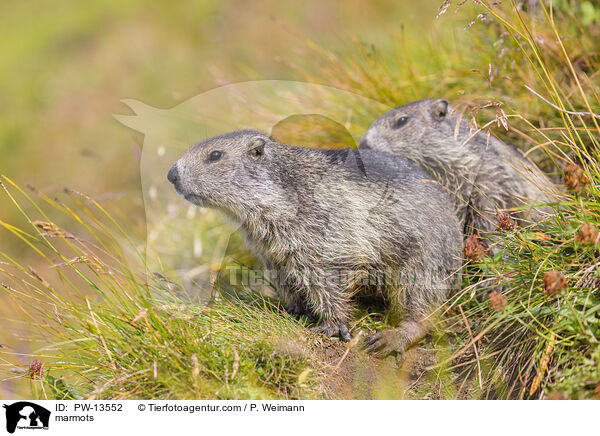 Murmeltiere / marmots / PW-13552