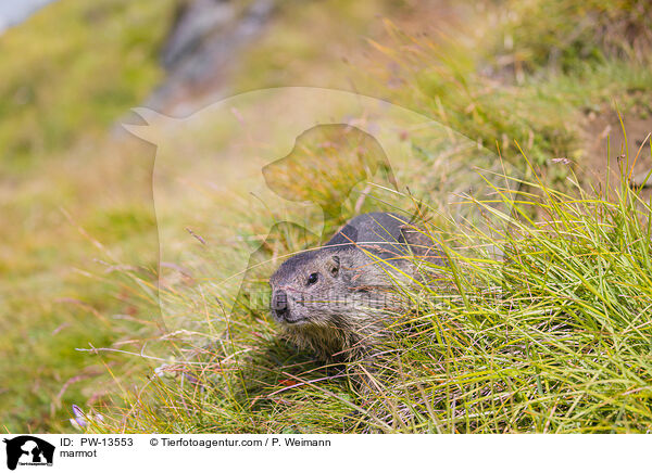 marmot / PW-13553