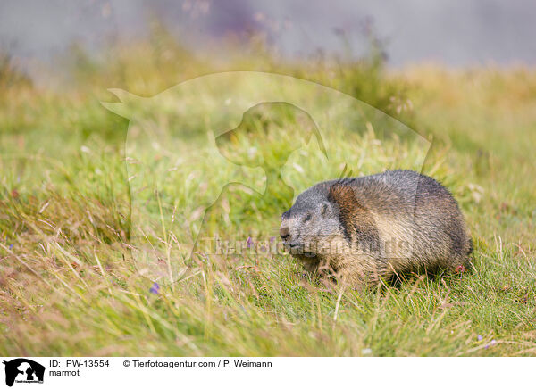 Murmeltier / marmot / PW-13554