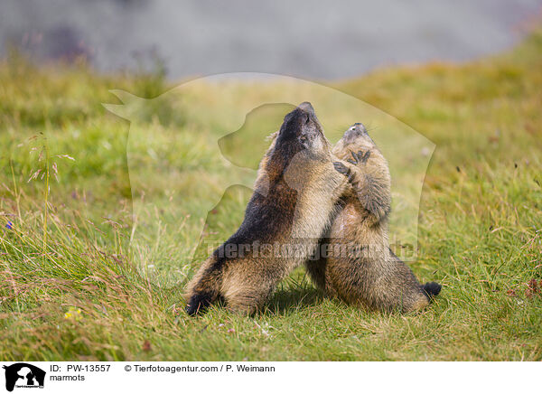 Murmeltiere / marmots / PW-13557