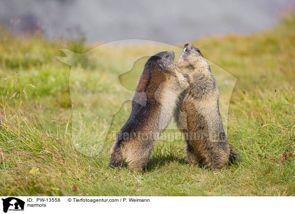 Murmeltiere / marmots / PW-13558