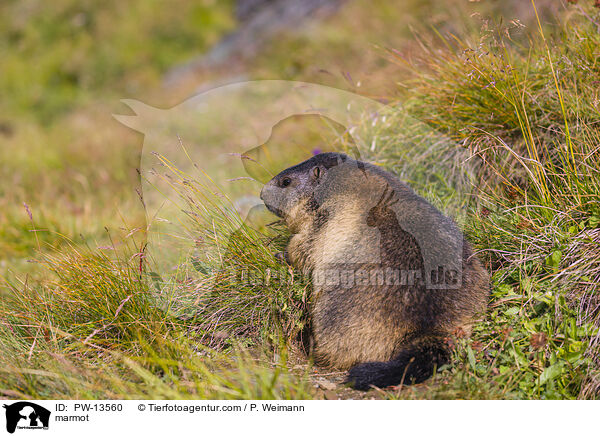 marmot / PW-13560