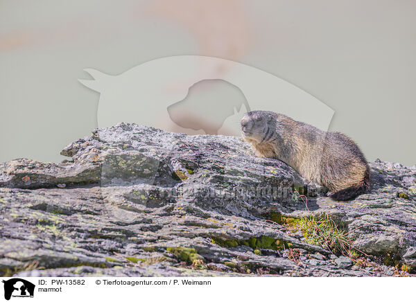 Murmeltier / marmot / PW-13582