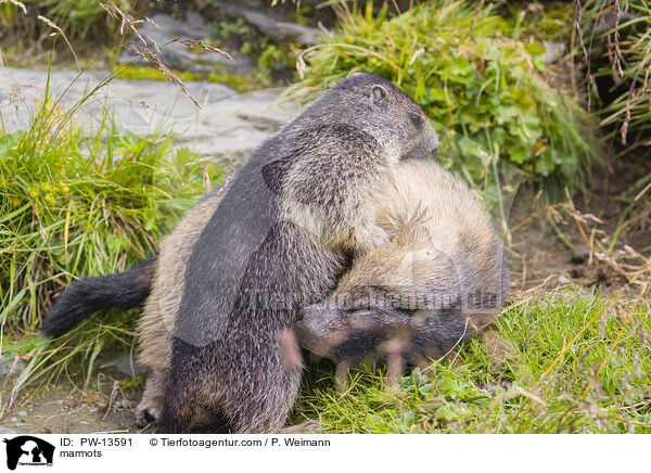 Murmeltiere / marmots / PW-13591