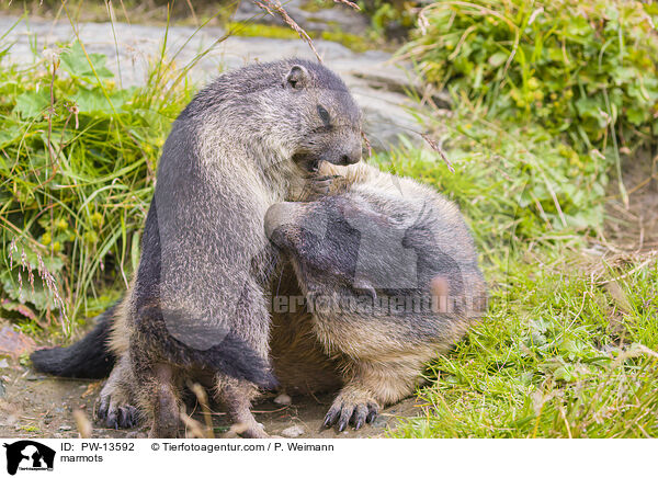 Murmeltiere / marmots / PW-13592