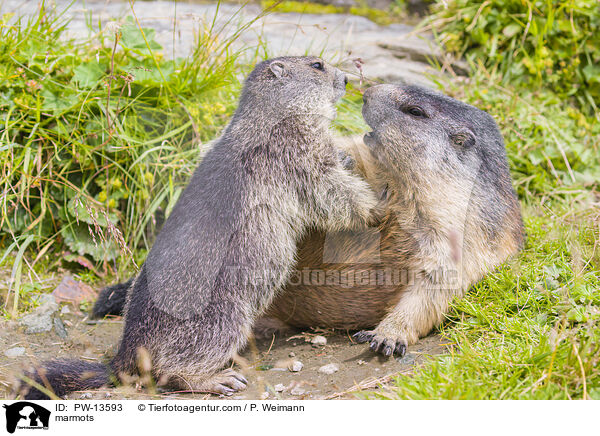 Murmeltiere / marmots / PW-13593