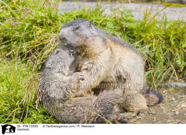 Murmeltiere / marmots / PW-13595
