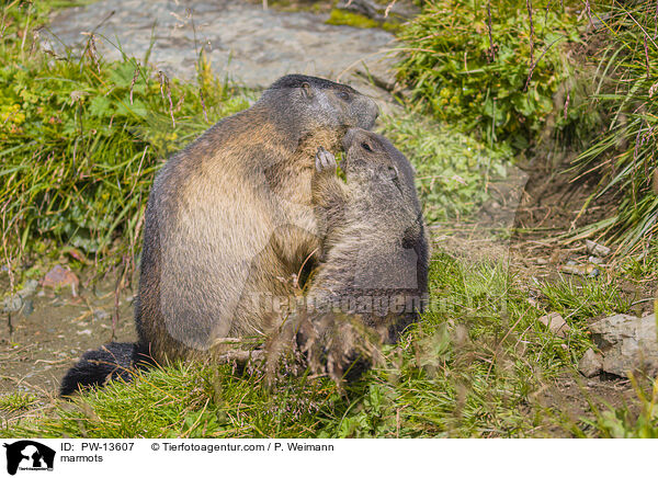 Murmeltiere / marmots / PW-13607