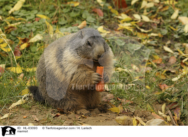 Murmeltiere / marmot / HL-03093