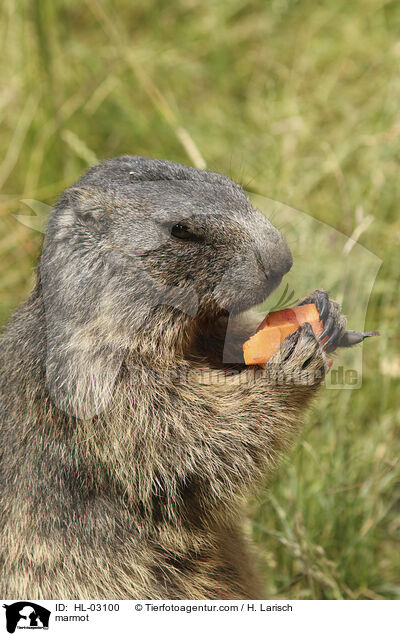 marmot / HL-03100