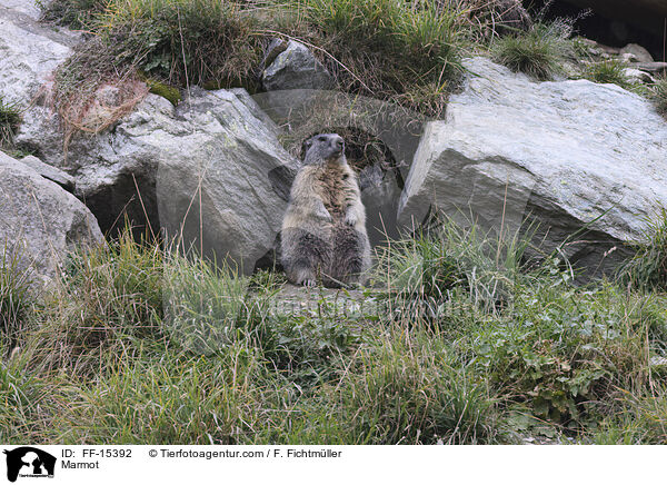 Murmeltier / Marmot / FF-15392