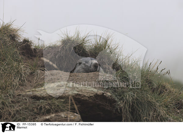 Murmeltier / Marmot / FF-15395