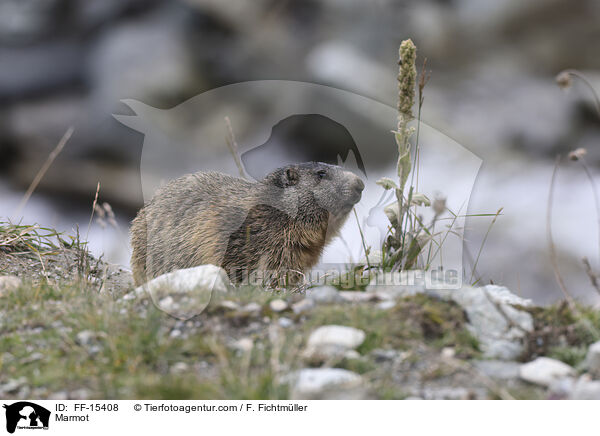 Murmeltier / Marmot / FF-15408
