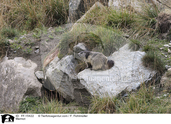 Marmot / FF-15422