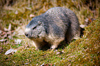 marmot