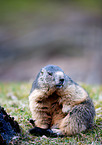 marmot